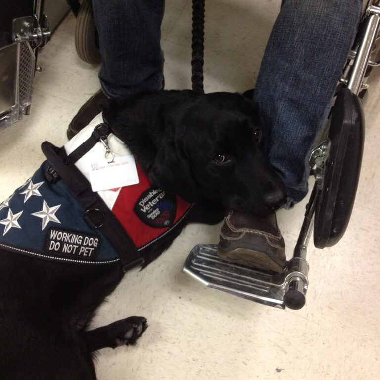 PAWWS-Paws Assisting Wounded WarriorS